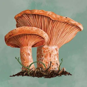 WorldBox icon