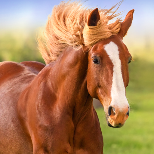 The Horse APK - v1.2.4