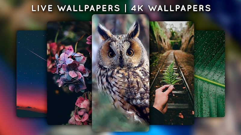 Live Wallpapers, 4K Wallpapers APK - vv5.7.1